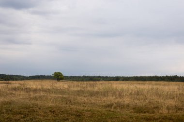 Sonbahar gökyüzünün arka planında duran yalnız bir ağaç.