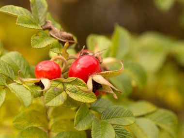 Kırmızı gül üzümü, Sonbahar sağlıklı böğürtlen hasadı