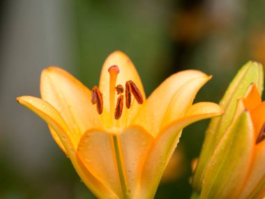 Yaz zamanı. Güneşli bir günbatımının arka planında açan yonca.