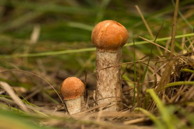 Çimenlerde tatlı çörekler yetişiyor. Güzel, küçük, kahverengi bir cep şapkası odak noktasında. Vejetaryen diyeti..