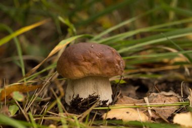 Çimenlerde tatlı çörekler yetişiyor. Güzel, küçük, kahverengi bir cep şapkası odak noktasında. Vejetaryen diyeti..