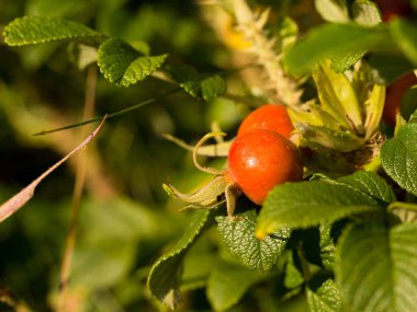 Yaban gülü kalçaları sonbaharın sonlarında, parlak ve kırmızı meyveler
