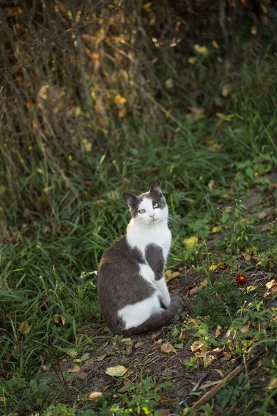 The image of a street cat with an attentive gaze, carefully observes