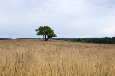 Sonbahar gökyüzünün arka planında duran yalnız bir ağaç.