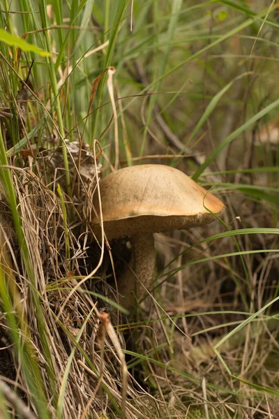 Cute Penny Bun Mushroom Growing Grass Beautiful Small Brown Cap — Stock Photo, Image