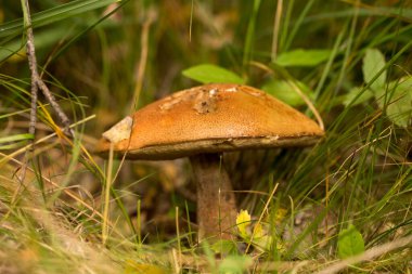 Çimenlerde tatlı çörekler yetişiyor. Güzel, küçük, kahverengi bir cep şapkası odak noktasında. Vejetaryen diyeti..