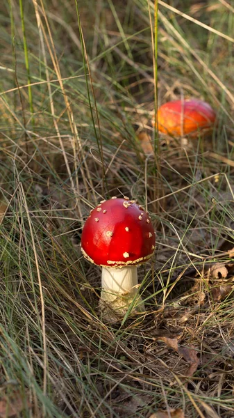 Mignon Penny Bun Champignon Pousse Dans Herbe Belle Petite Casquette — Photo