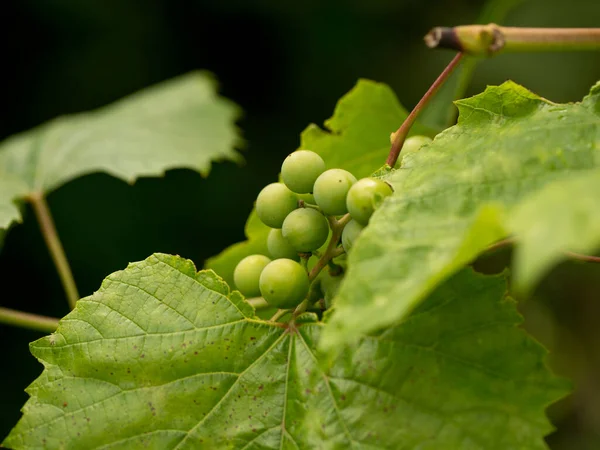 Bayas verdes de uvas jóvenes a principios de primavera — Foto de Stock