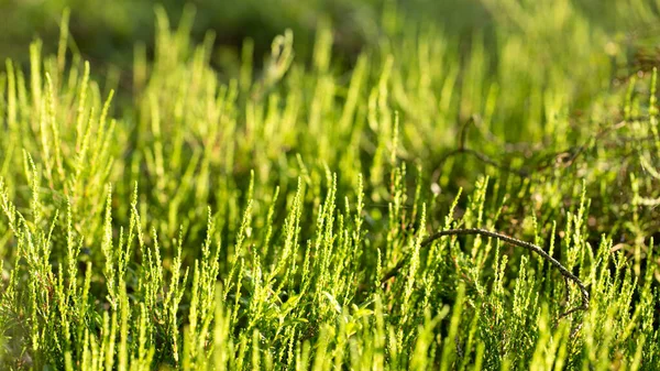 El musgo del bosque, una planta interesante y útil —  Fotos de Stock