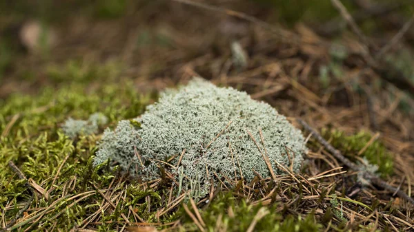 Bosmos Een Groot Departement Van Het Plantenrijk — Stockfoto