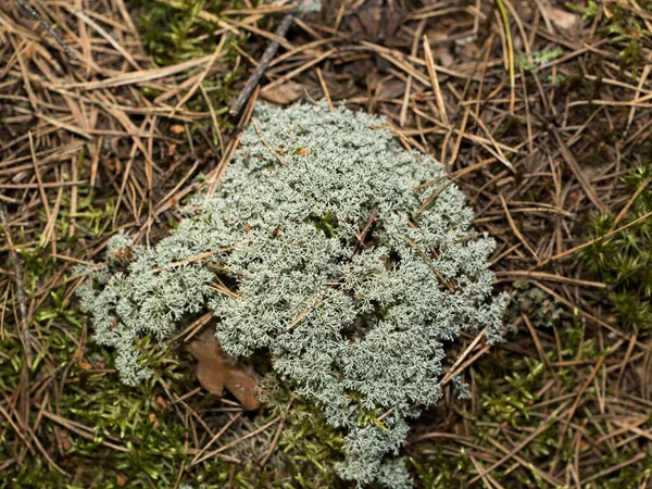 Musgo Floresta Grande Departamento Reino Vegetal — Fotografia de Stock