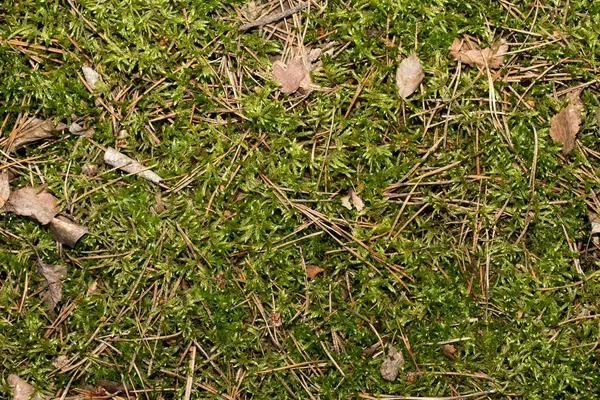 Bosmos Een Groot Departement Van Het Plantenrijk — Stockfoto