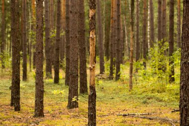 Genç ağaçlarla dolu temiz ve parlak bir orman