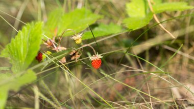 Sabahın erken saatlerinde bir ormanda olgun çilekler