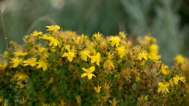 Parlak yaz çiçekleri, sabahın erken saatlerinde