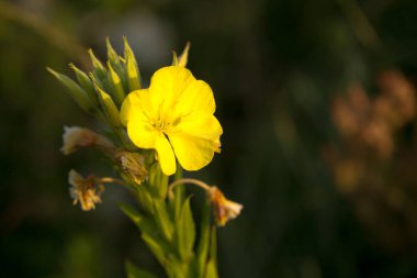 Parlak yaz çiçekleri, sabahın erken saatlerinde