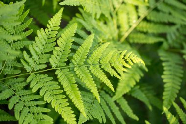 Fern leaf. Fern leaves foliage in the forest clipart