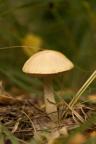 Recolección de setas forestales de lugares ecológicamente limpios — Foto de Stock