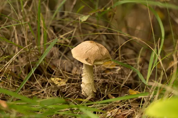 Bonito Bollo Hongo Penique Está Creciendo Hierba Hermosa Pequeña Gorra — Foto de Stock