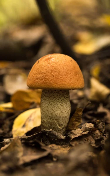 Cute Penny Bun Mushroom Growing Grass Beautiful Small Brown Cap — Stock Photo, Image