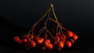 Koyu siyah arka planda Red Rowan, sonbahar hasadı