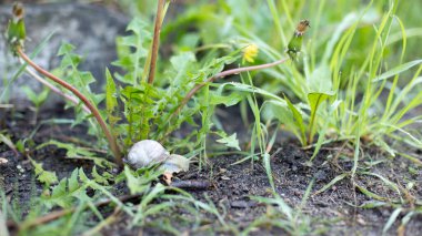 Bahar sabahının erken saatlerinde salyangozlar nem ve besin arıyorlar.