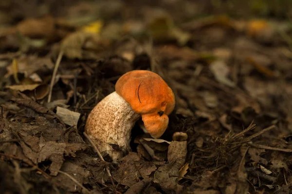 Zbieranie grzybów leśnych z ekologicznie czystych miejsc — Zdjęcie stockowe