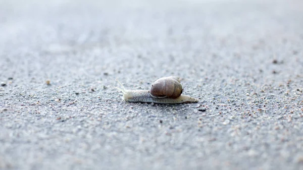 Caracóis em uma manhã de primavera cedo à procura de umidade e nutrição — Fotografia de Stock