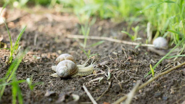 Escargots tôt le matin du printemps à la recherche d'humidité et de nutrition — Photo