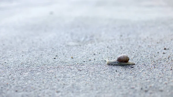 Caracóis Uma Manhã Primavera Cedo Belos Moluscos Procura Comida — Fotografia de Stock