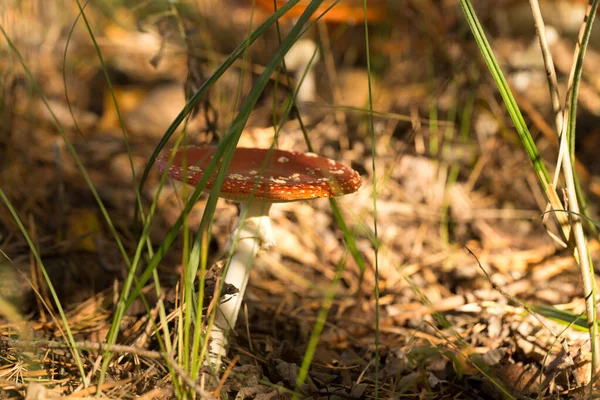 Çimenlerde Tatlı Çörekler Yetişiyor Güzel Küçük Kahverengi Bir Cep Şapkası — Stok fotoğraf