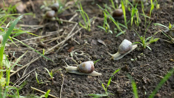 Schnecken Einem Frühen Frühlingsmorgen Schöne Weichtiere Auf Nahrungssuche — Stockfoto