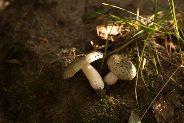 Récolte de champignons forestiers dans des endroits écologiquement propres — Photo