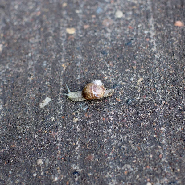 Escargots tôt le matin du printemps à la recherche d'humidité et de nutrition — Photo