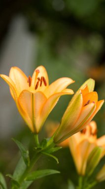 Bahar çiçekleri sabahın erken saatlerinde güneşin hafif ışınları altında, çiğ ve dinç bir sabahın tazeliği altında