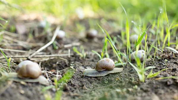 Schnecken Einem Frühen Frühlingsmorgen Schöne Weichtiere Auf Nahrungssuche — Stockfoto