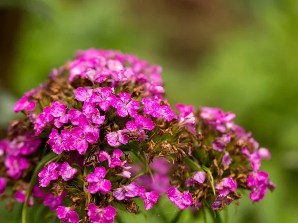 Flores Verano Amplio Prado Por Mañana Luz Sol Brillante Suave —  Fotos de Stock
