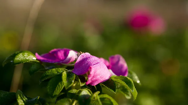 Flor Rosa Mosqueta Silvestre Verano Caliente Temprano —  Fotos de Stock