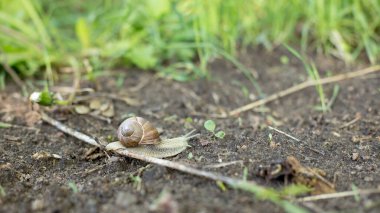Bahar sabahının erken saatlerinde salyangozlar, yiyecek arayan güzel yumuşakçalar.