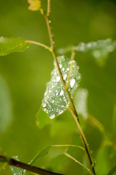 绿叶上的雨滴 清澈清澈的水 — 图库照片
