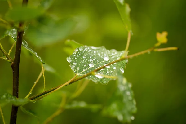 绿叶上的雨滴 清澈清澈的水 — 图库照片