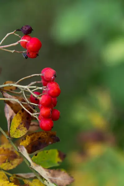 Red Mountain Ash Fall Beautiful Healthy Berries — Stock Photo, Image