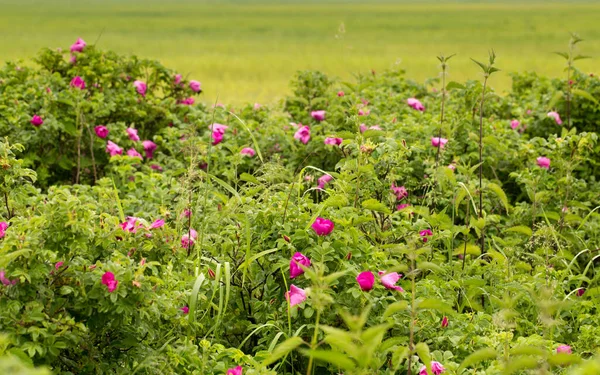Floração Selvagem Rosa Quadris Início Verão Quente — Fotografia de Stock