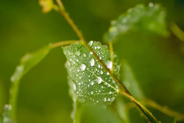 绿叶上的雨滴 清澈清澈的水 — 图库照片