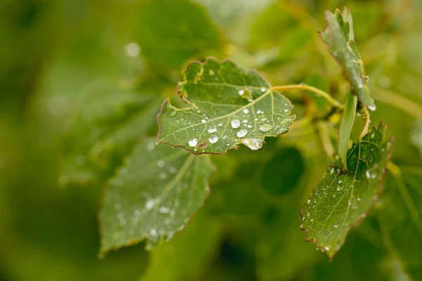 Raindrops Green Leaves Tree Clear Clear Water — Stock Photo, Image