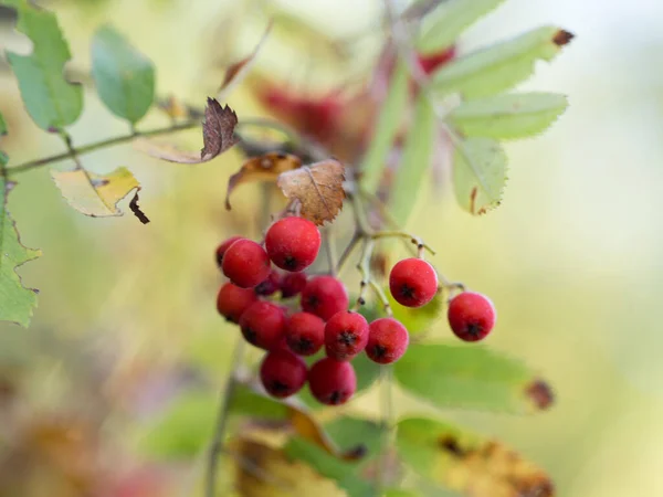 Frassino Montagna Rosso Autunno Bacche Belle Sane — Foto Stock