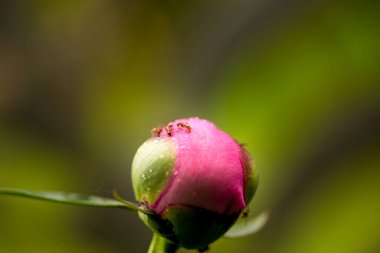 Parlak ve yumuşak bir güneşin ışığında, sabah geniş bir çayırda yaz çiçekleri.