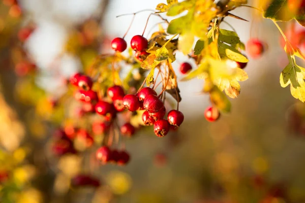 Frutas Vermelhas Brilhantes Floresta Final Outono Vista Bonita Atraente — Fotografia de Stock