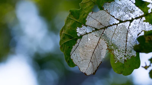 Damaged Oak Leaves Intact Skeleton Leaf Plate Forms Unique Pattern — Stock Photo, Image