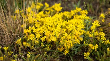 Parlak ve yumuşak bir güneşin ışığında, sabah geniş bir çayırda yaz çiçekleri.